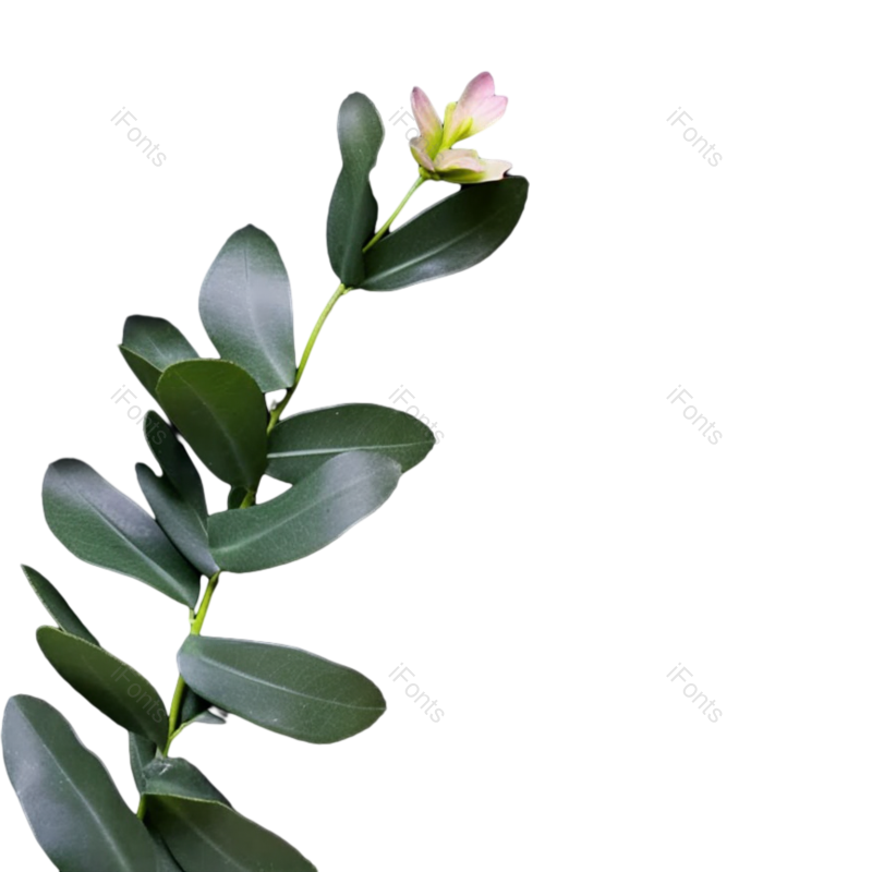 叶子图片,装饰元素,花纹PNG,清新免抠素材